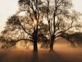 /album/fotogaleria-depresia/tree-jpg/